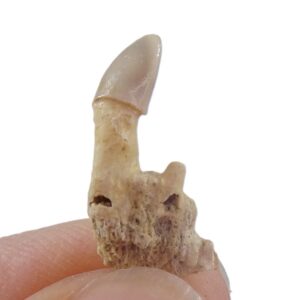 Familia Merlucciidae