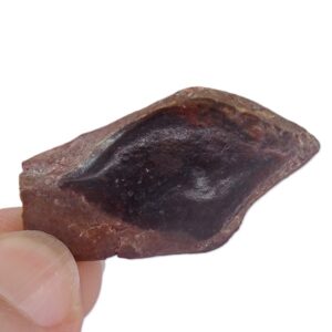 Lepidotes pankowskii