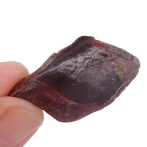 Lepidotes pankowskii