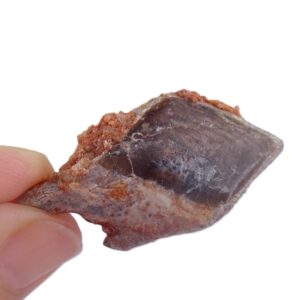 Lepidotes pankowskii