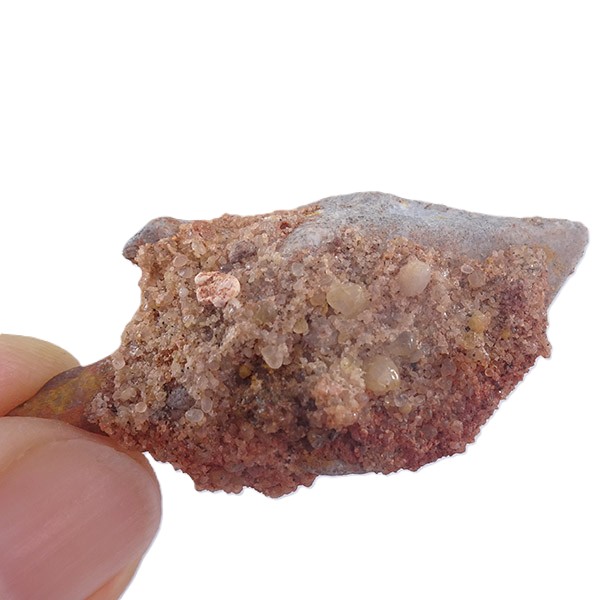 Lepidotes pankowskii - Imagen 2