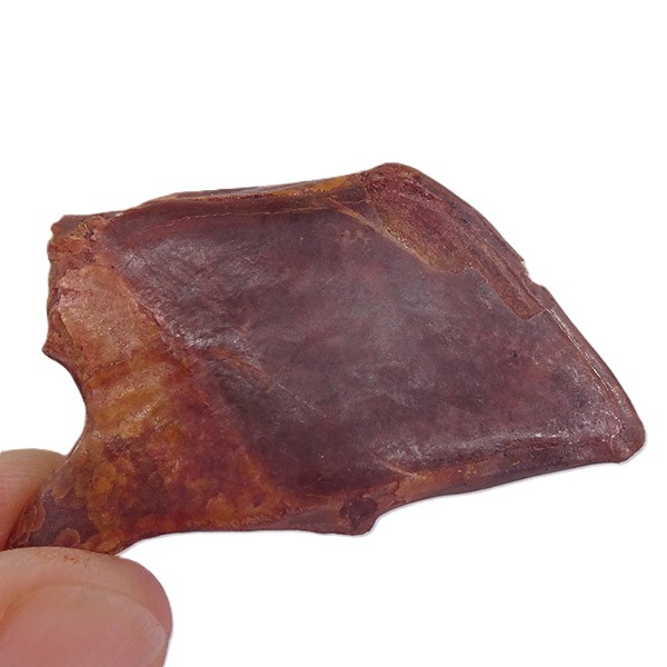 Lepidotes pankowskii