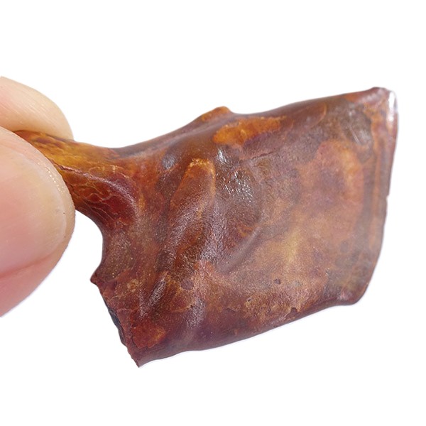 Lepidotes pankowskii - Imagen 2