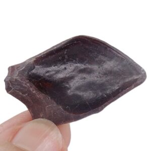 Lepidotes pankowskii