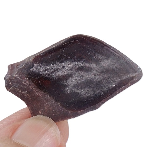 Lepidotes pankowskii