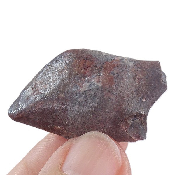 Lepidotes pankowskii - Imagen 2