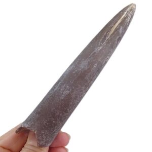 Cylindroteuthis puzosiana