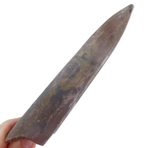 Cylindroteuthis puzosiana