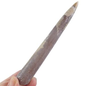 Cylindroteuthis puzosiana