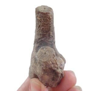 Liliocrinus polydactylus