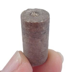 Liliocrinus polydactylus