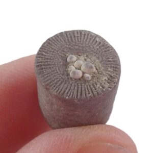 Liliocrinus polydactylus