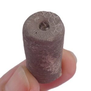 Liliocrinus polydactylus