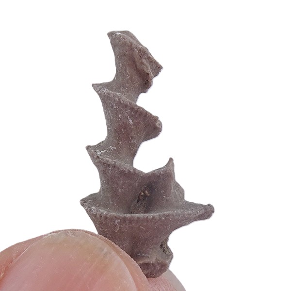 Archimedes worthemi - Imagen 2