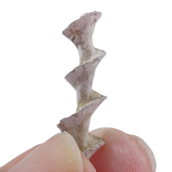 Archimedes worthemi - Imagen 2