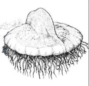 Plectodiscus sp. - Imagen 3