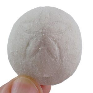 Rhyncholampas gouldii VENDIDO