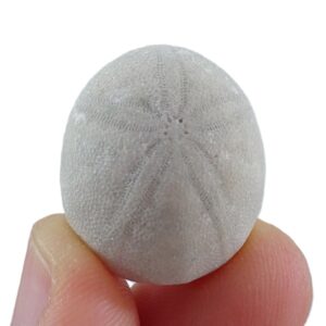 Rhyncholampas conradi carolinensis