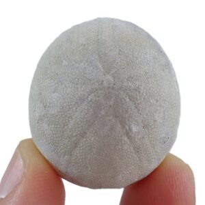 Rhyncholampas conradi carolinensis