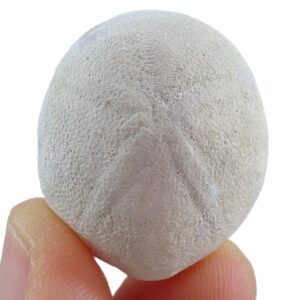 Rhyncholampas conradi carolinensis