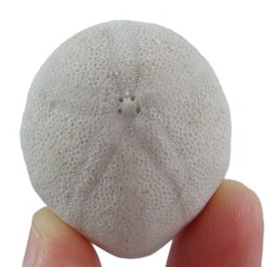 Rhyncholampas carolinensis