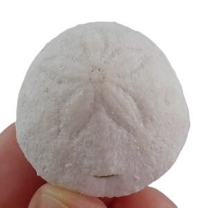 Rhyncholampas gouldii