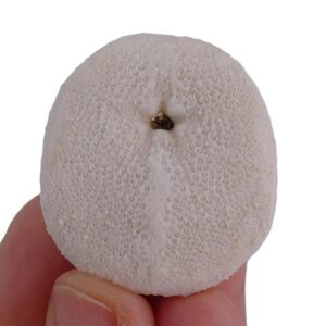 Rhyncholampas gouldii