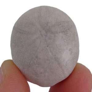 Rhyncholampas carolinensis var. cravenensis