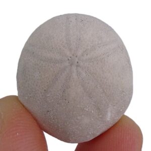 Rhyncholampas carolinensis var. cravenensis