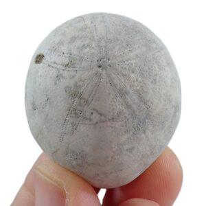 Echinolampas appendiculata