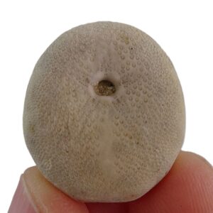 Echinolampas appendiculata