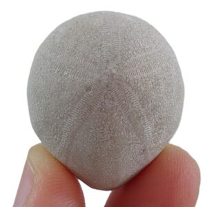 Echinolampas appendiculata