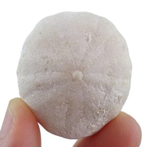 Oligopygus haldemani