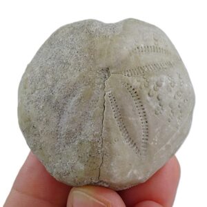 Maretia carolinensis