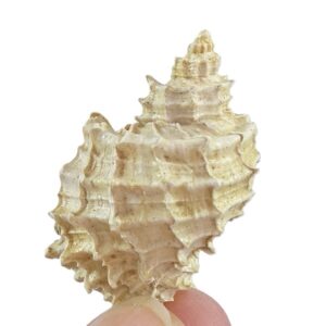 Naroma (Solatia) piscatoria  VENDIDO