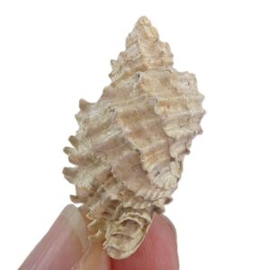 Naroma (Solatia) piscatoria  VENDIDO