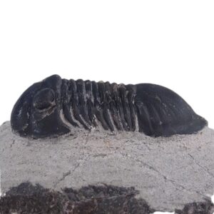 Paralejurus rehamnanus