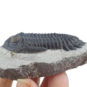 Hollardops burtandmimiae