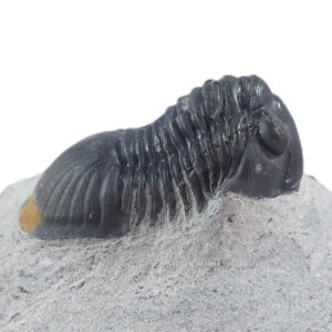 Paralejurus rehamnanus