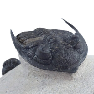 Zlichovaspis rugosa y Reedops cephalotes hamlagdadianus