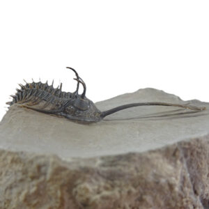 Walliserops trifurcatus