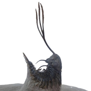 Walliserops trifurcatus