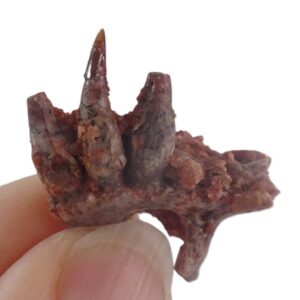 Hamadasuchus rebouli