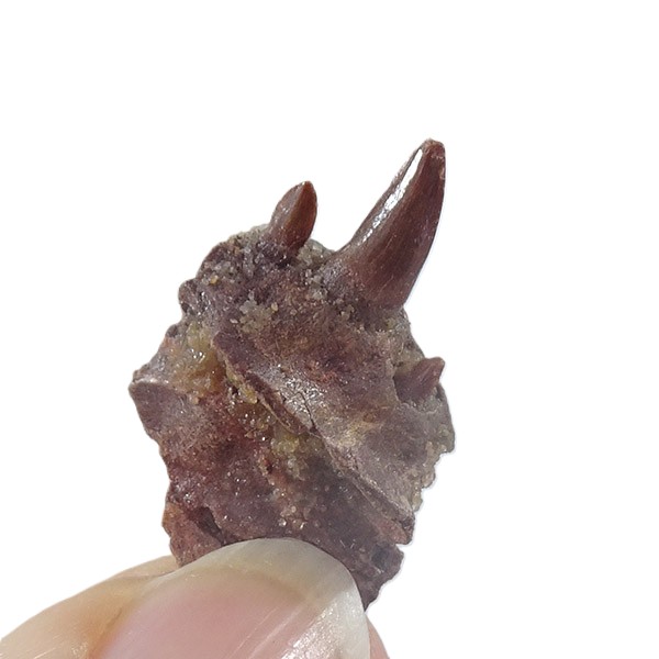 Hamadasuchus rebouli VENDIDO - Imagen 2