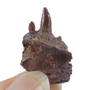 Hamadasuchus rebouli VENDIDO