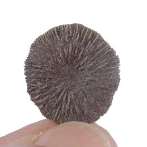 Cycloseris barcelonensis = Funginellastraea barcelonensis