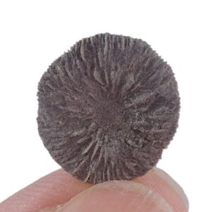 Cycloseris barcelonensis = Funginellastraea barcelonensis