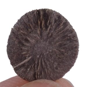 Cycloseris barcelonensis = Funginellastraea barcelonensis