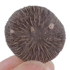 Cycloseris barcelonensis = Funginellastraea barcelonensis