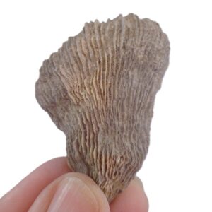 Trochosmilia corniculum